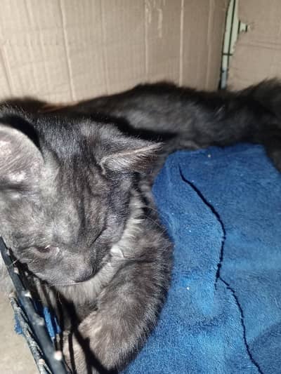 Persian Cat Pair for Sale (Male & Female)Persian Breed – Double Coat