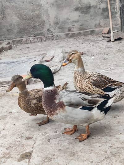 Khaki Campbell Ducks for Sale (1 Male + 2 Female)