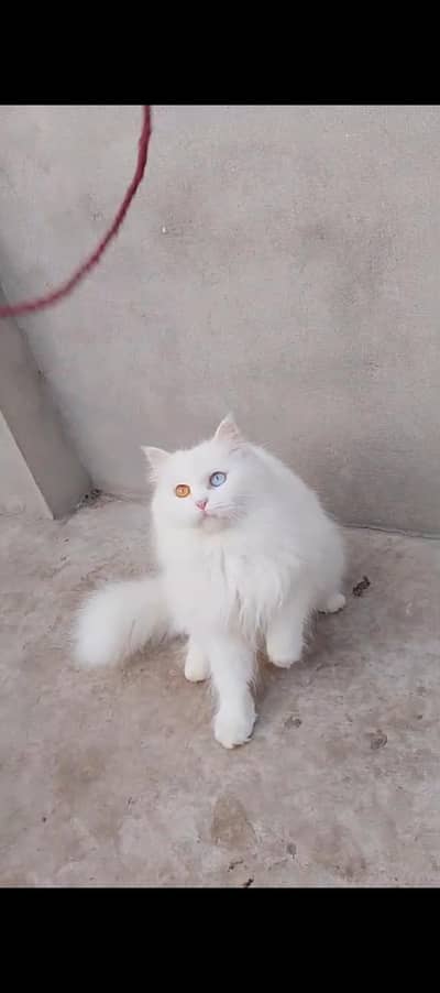 Persian cat for sale