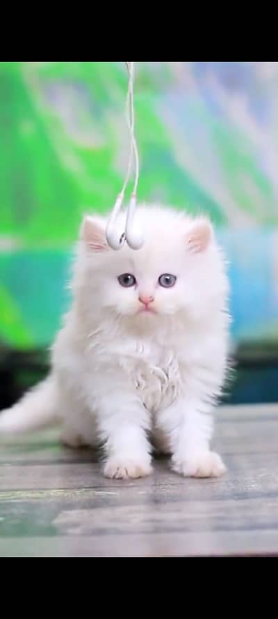 Persian Cats and Kittens Available for sale