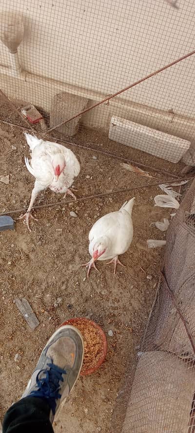 I am selling hera baby