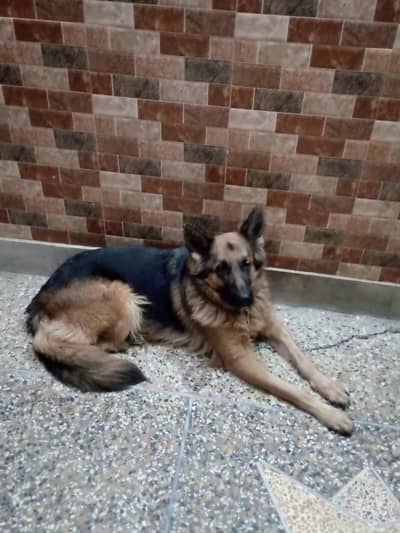 German shepherd
