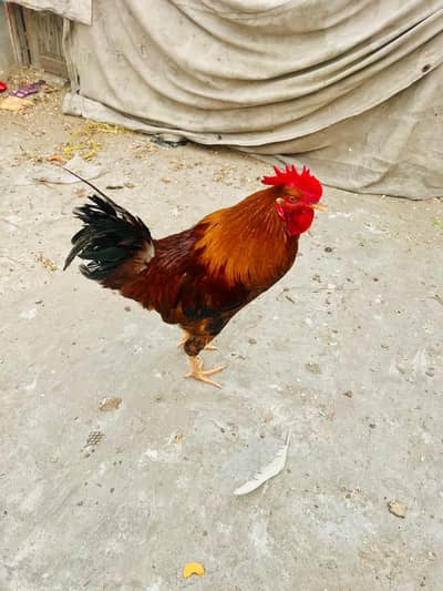 Mashallah  Dasi morga Ghar ka agar kis chia to rabta kar