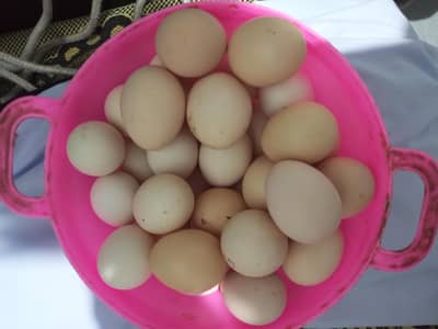 Ghar ki desi murgiyon ke ande dastyab Hain