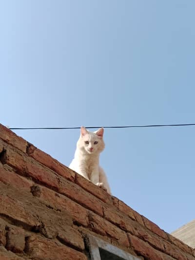 03052174110 contact number