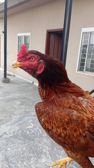 aseel murga for sale agar ap chahte ho to rabta krain mix breed ha