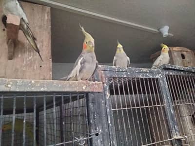 pied,white,grey coctails