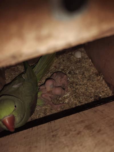 Kashmiri Raw Breeder Pair With Chicks