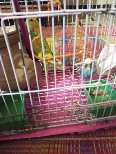 buy parrots get cage free