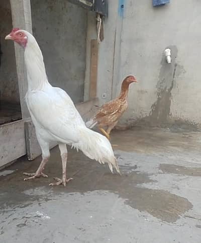 MASHALLAH beautiful Heera aseel