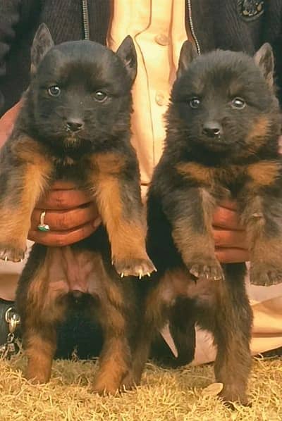 German shepherd long cout pair for sale 2 mahnt for sale active