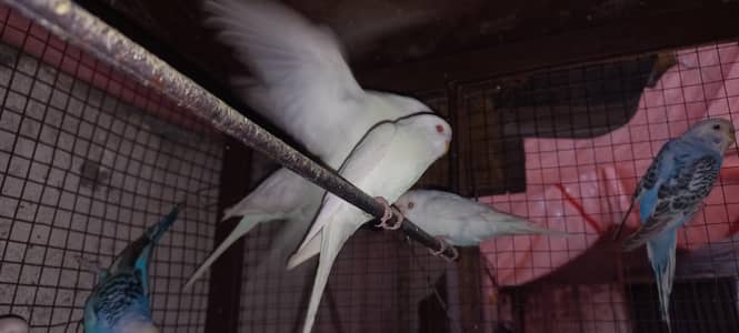 Australian bajri Red eyes