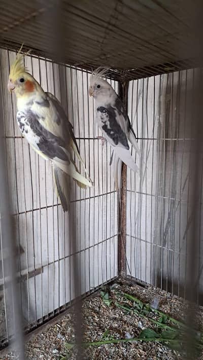 Cocktail Cockatiel Cream paed and eno paed