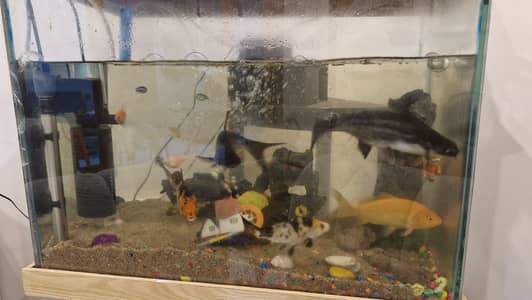Complete Aquarium Setup for Sale (2ft Tank with Stand)