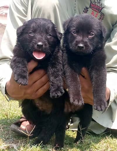 balck shepherd Dubal cout pair 2 mahnt for sale active