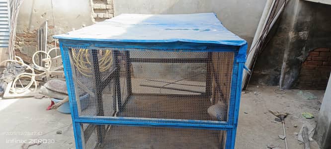 کھڈا کبوتر اور طوطا