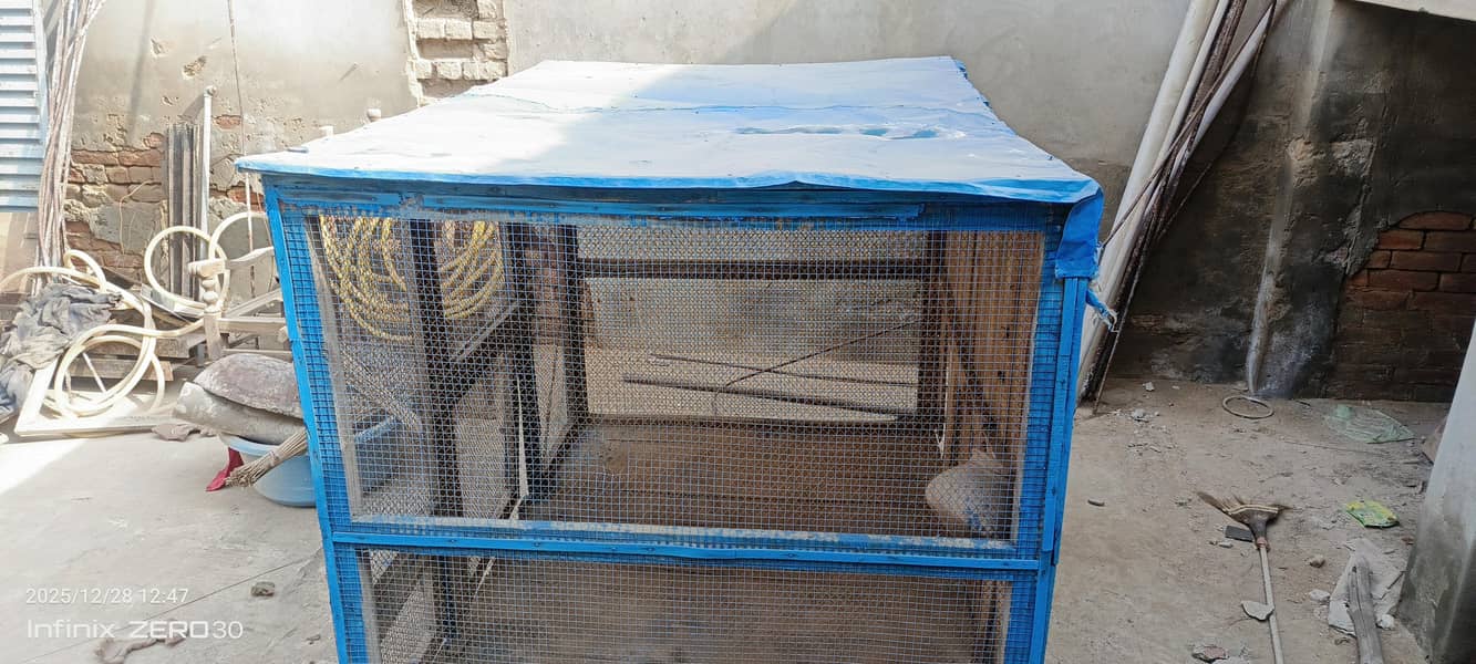 کھڈا کبوتر اور طوطا 0