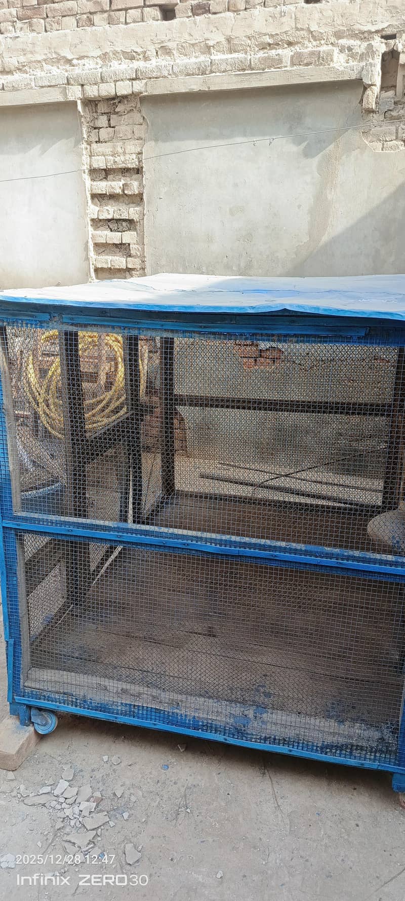 کھڈا کبوتر اور طوطا 1