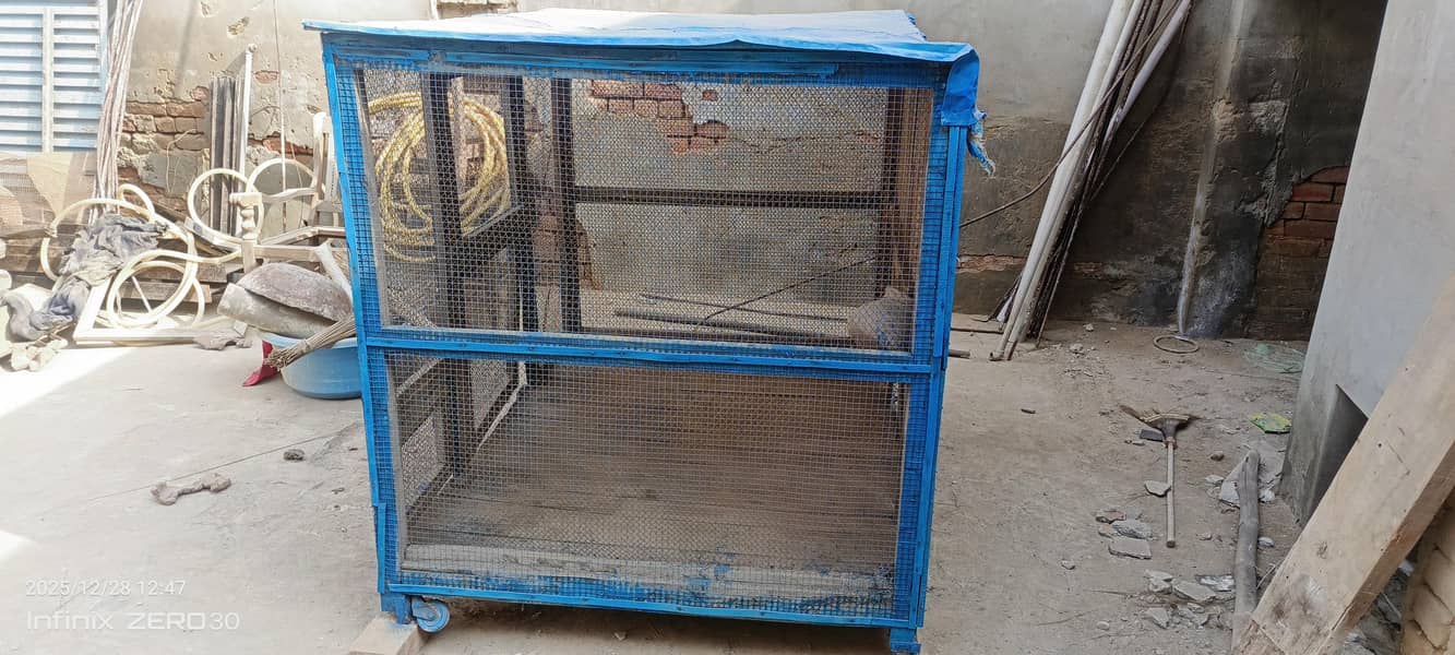 کھڈا کبوتر اور طوطا 2