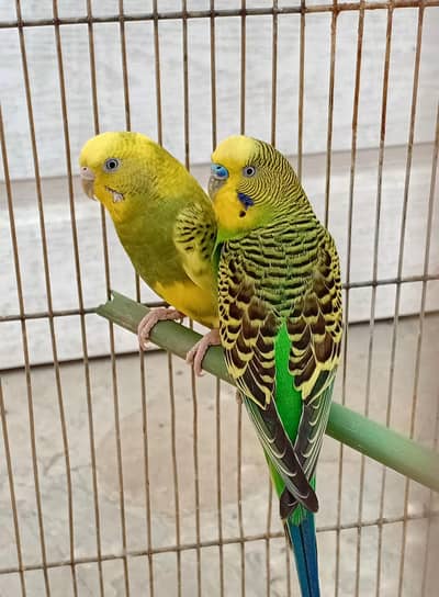Budgies pair
