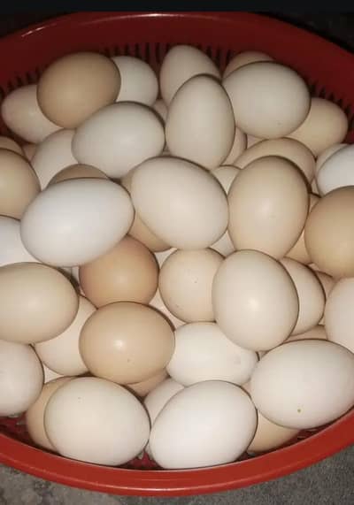 pure Australorp k fertile eggs available han