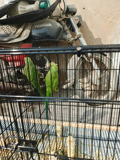 Healthy Green Ringneck Pair for sale. Age approximately 7–8 months.