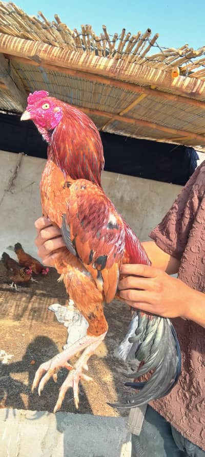 aseel murgha and murghi breeder pair ready