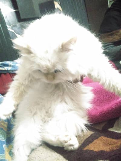 persian cat(triple coated) ,Healthy,Active,and vaccinated for sale