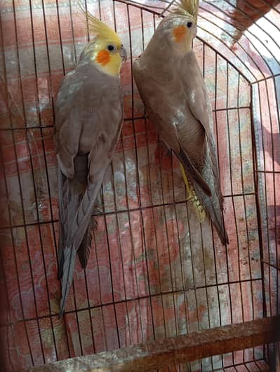 cocktail bounded pair