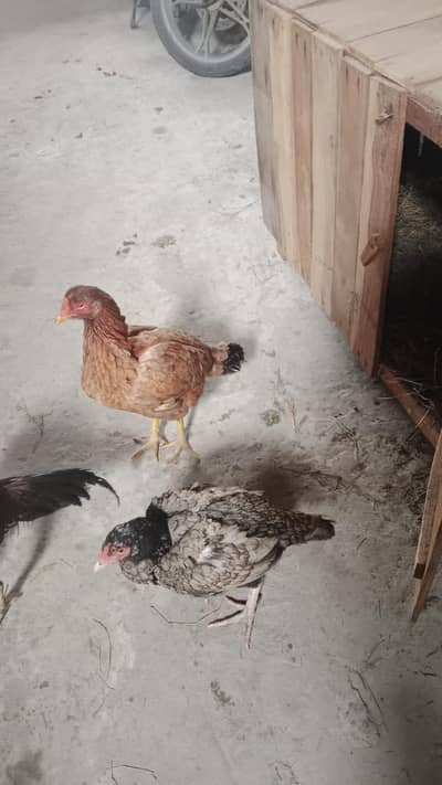 orgnal seeel murgia seel