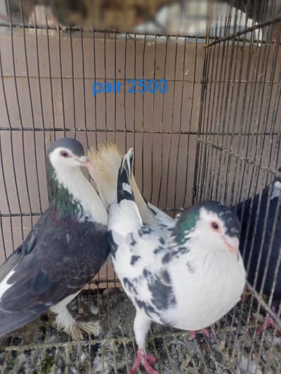 lake  kabootar for sale