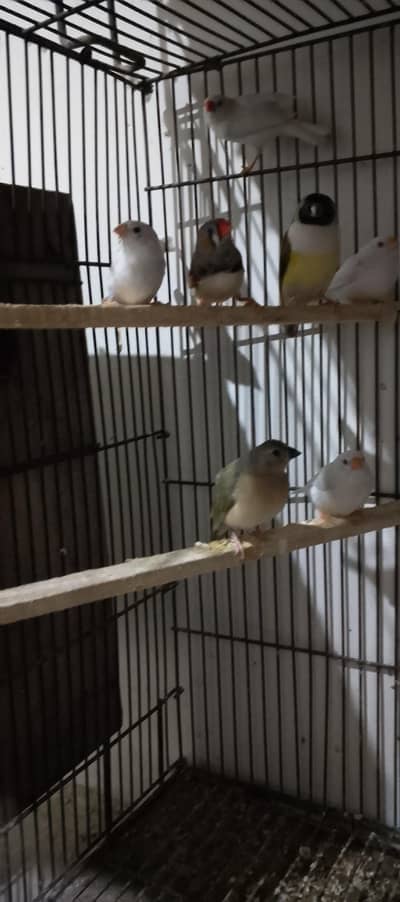snow white finches and different mutation for sale