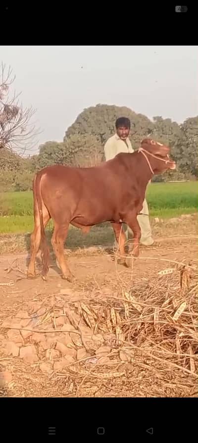 Bull For Sale