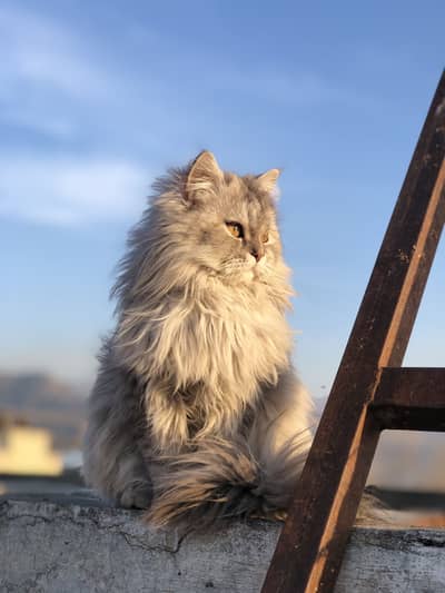 3months kitten long coated