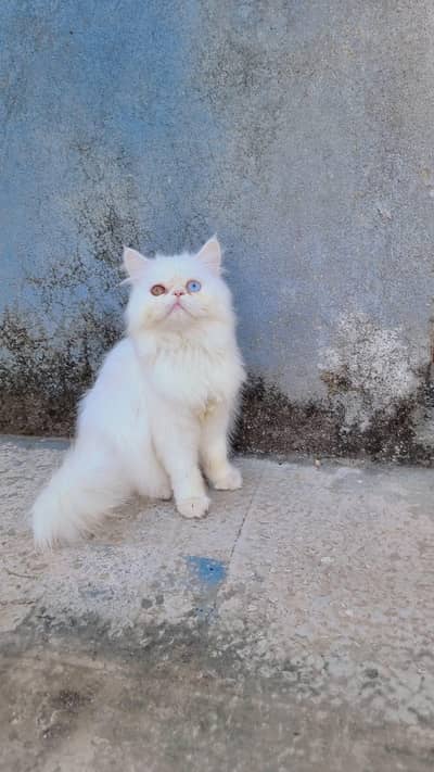 Persian cat odd eyes