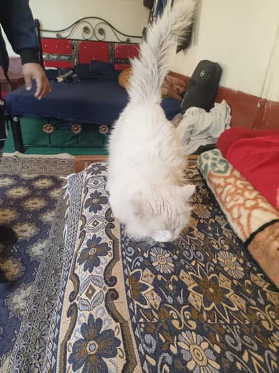 prison triple code white colour