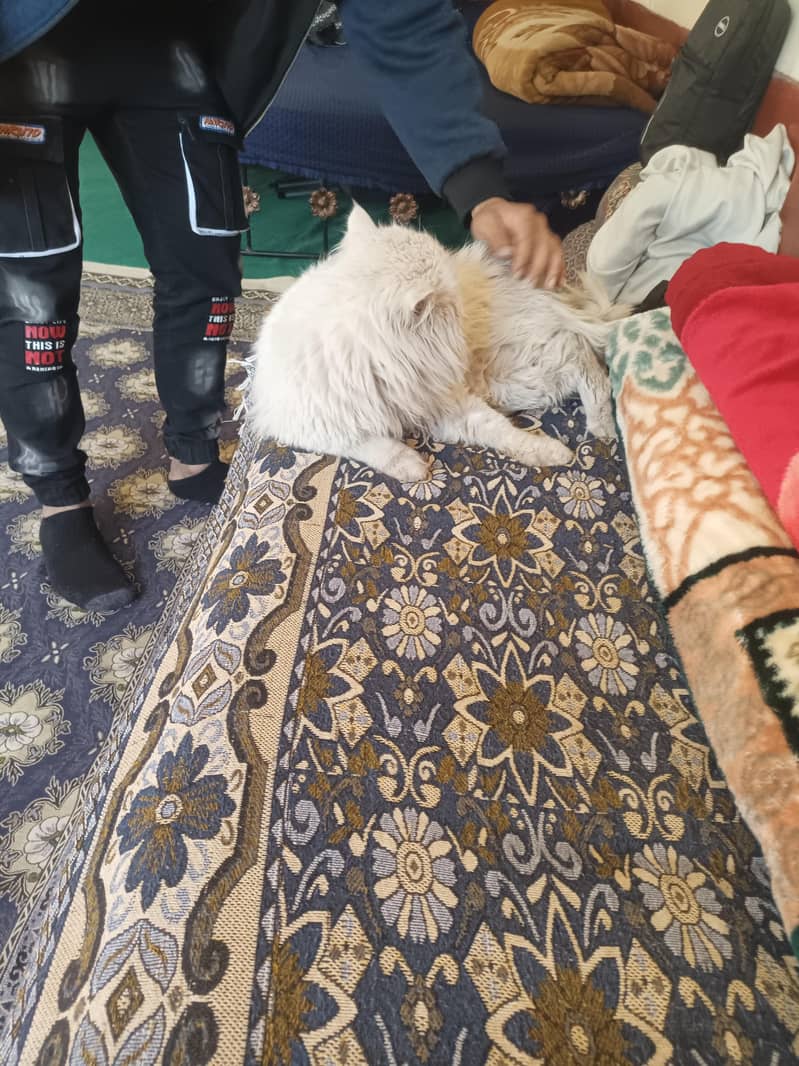 prison triple code white colour 1