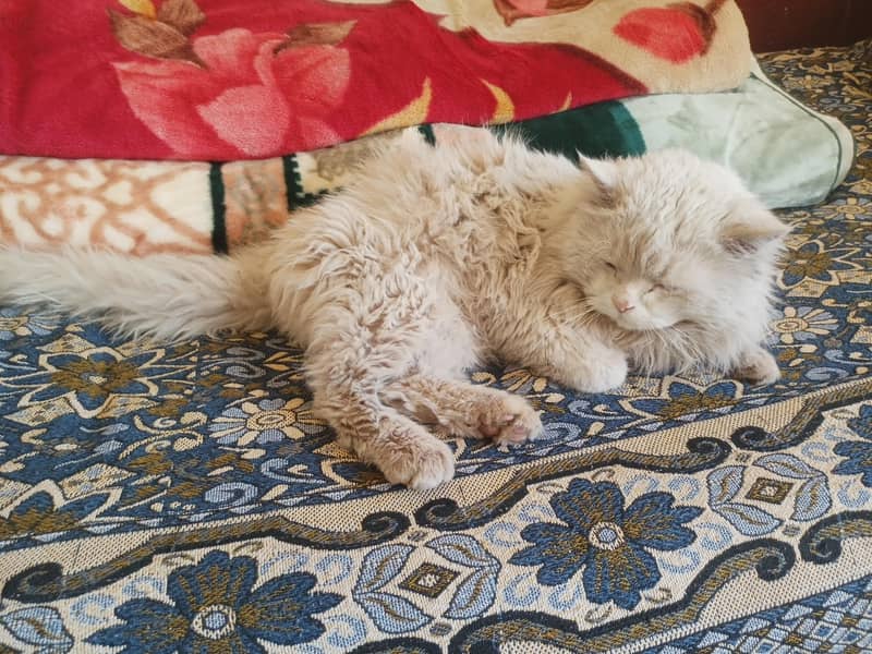 prison triple code white colour 2