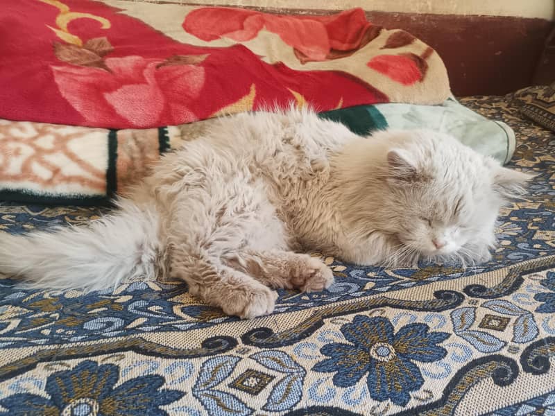 prison triple code white colour 3