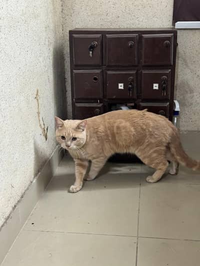 british short hair male 10 months