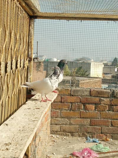 ch tady wla Mal taswear wli   female Andy becho kr garnti