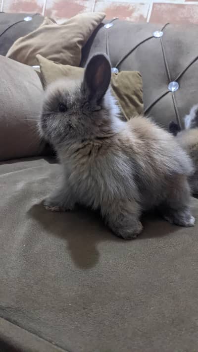 Original English Angora