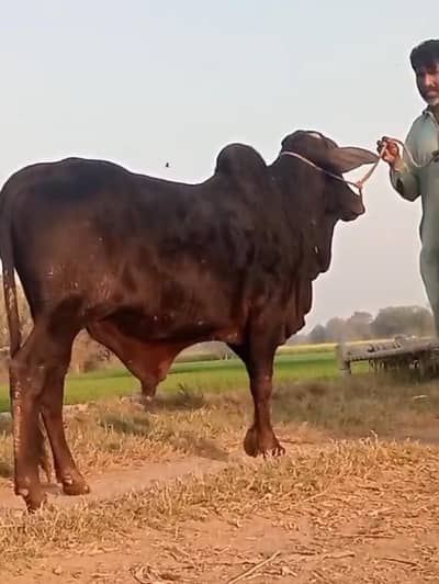 bull/Cholistani/گائے/desi cow/wacha/pure breed