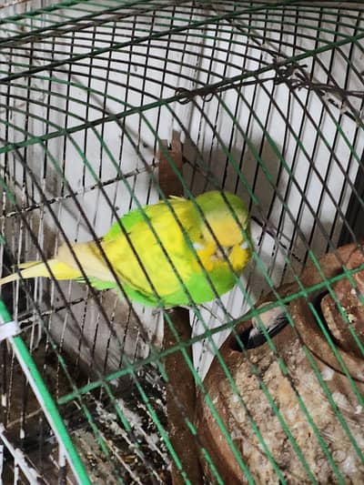 Hogo, under exhi, conure