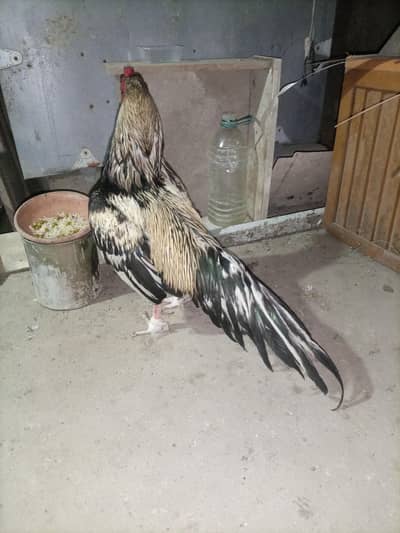 Pure Aseel mainwali White java Male Available