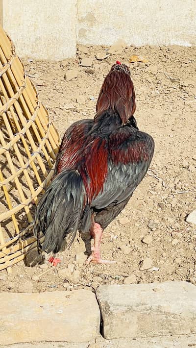 Aseel murga out class hai