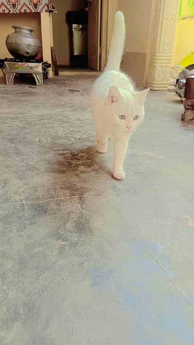 My cat is very beautiful