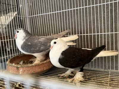 Fancy pigeons | pamorion |sherazi | frillback | kabutar | lakky