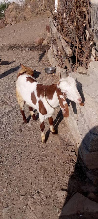 3 female 2 baby n mother