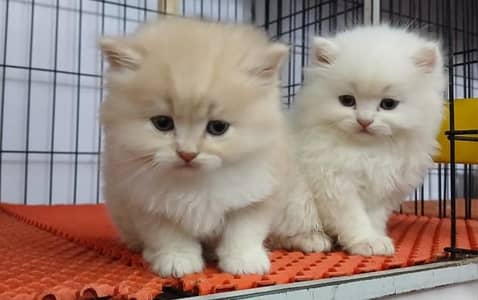 Persian Couple Cat for sale